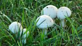 7 ways to get rid of mushrooms in your yard