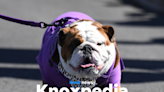 Your guide to pet licenses and raising animals in Knoxville | Knoxpedia