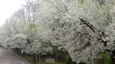 How life found a way for the Bradford pear tree