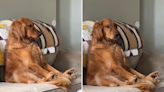 Golden retriever obsessed with watching cooking shows delights internet