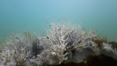 Mais de 60% dos recifes de coral do mundo podem ter sofrido branqueamento no último ano