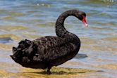 Black swan theory