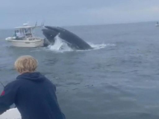 Expert says "blind spot" could be to blame for whale capsizing boat off New Hampshire