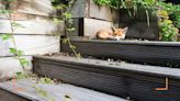 Experts reveal how to stop foxes coming into your garden for good