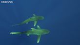 'Something different': Rare video shows courtship ritual of threatened sharks