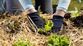 How to Use Straw Mulch for Vegetable Gardening