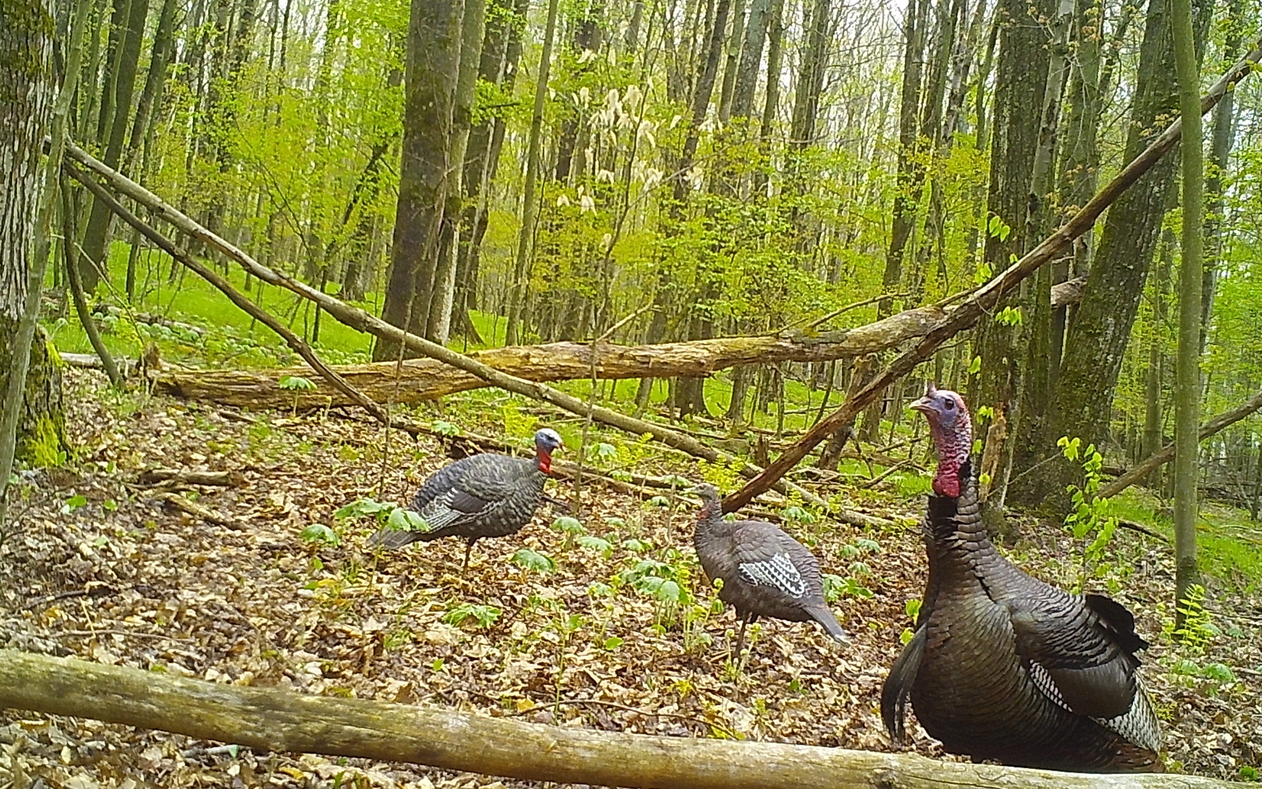 There's always another way to miss a wild turkey: Outdoors column