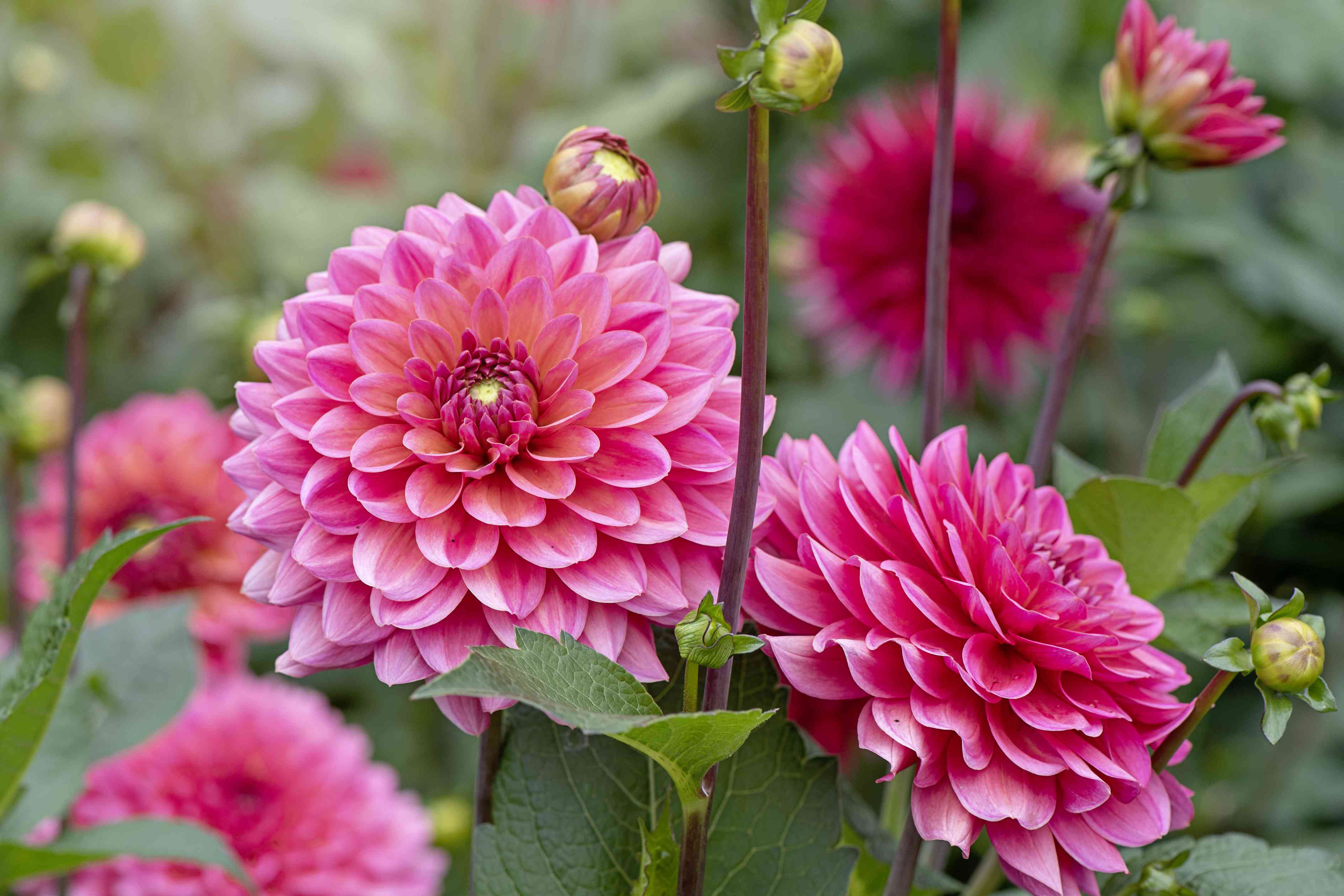 Are Dahlias Perennials or Annuals? We Share Everything You Need to Know