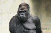 Shabani (gorilla)