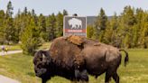 Yellowstone bison gores 83-year-old while ‘defending its space,’ park says