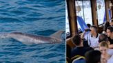 Dolphin cruises help Istanbul treasure its Bosphorus bottlenoses