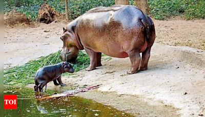 Zookeeper dies after hippo attack at Birsa zoo | Ranchi News - Times of India