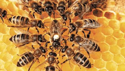 Hospitalizaron de urgencia a abuelito tras ataque de abejas en Hidalgo