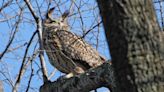 Flaco the Owl Escapes New York City Zoo and Flies to Nearby Sanctuary