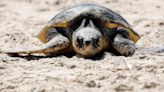 La crisis silenciosa de la tortuga caguama, ¿se están perdiendo las batallas de conservación?