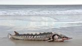 Prehistoric and endangered Atlantic sturgeon found on East Coast beach