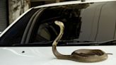 開車突見腳邊有「玩具蛇」 好奇一摸竟是活的 嚇到出車禍 - 搜奇