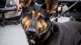 Hometown Hero: Suffolk County Sheriff's Office K9 Hondo