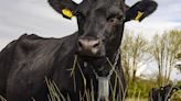 Why farmers are controlling cows with GPS trackers