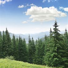 Amazing Pine Tree Facts That are Worth a Read