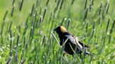 Birds and farmers struggle to share the same hayfields