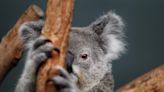 Australia's Biodiversity Offset Program Criticized As 30% Of Sites In Worse Condition Than Before