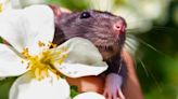Keep rats from your garden this summer with 10 plants they absolutely hate