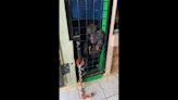 Encuentran vivo a famoso chimpancé en el sótano de una casa de Missouri. La dueña dijo que había muerto