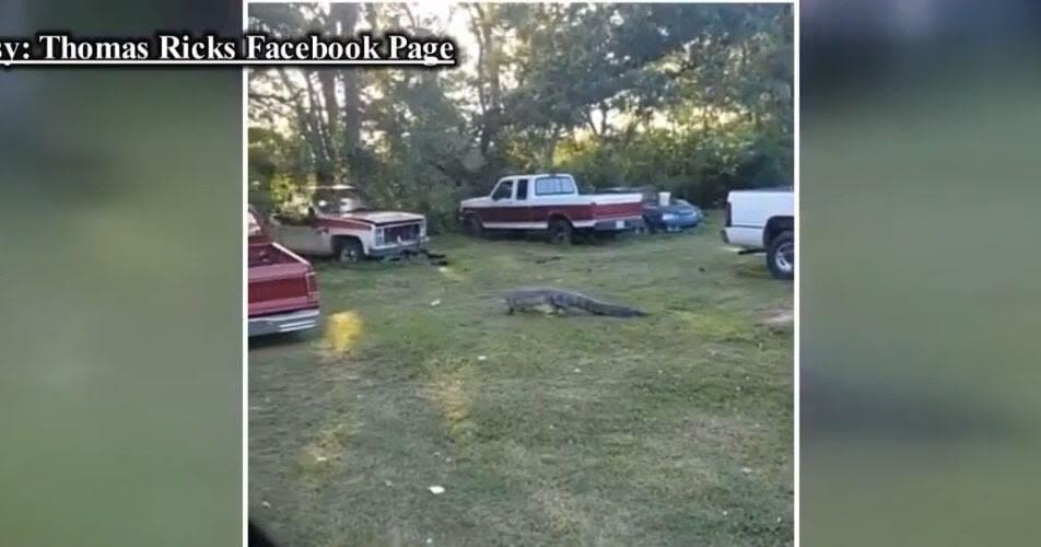 Video of alligator in Hillsboro backyard goes viral