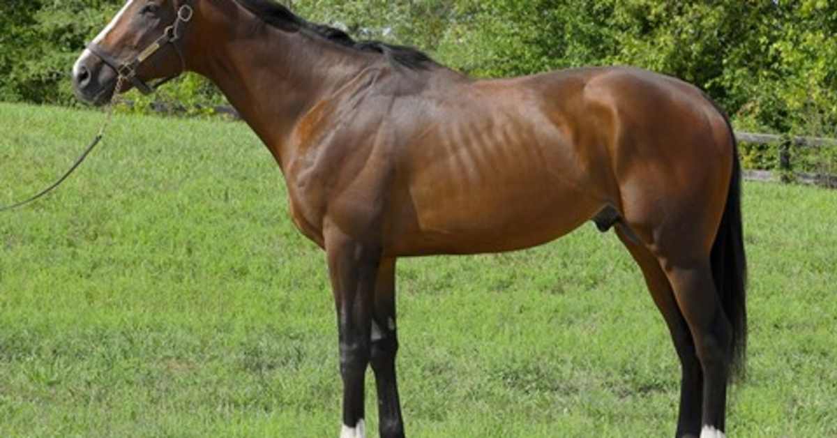 Arrogates Hercules Enters Stud At Equine Partners Veterinary Services In Texas For 2025