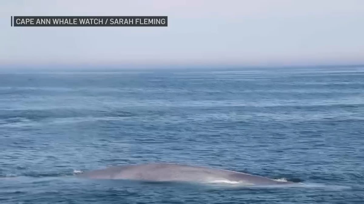 Rare blue whale — world's largest animal — spotted off Gloucester