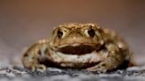 Drivers Horrified as Writhing Toads Cover Entire Surface of Road