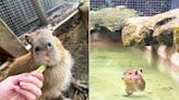 Baby Capybara Who Went Viral for Dancing Like Michael Jackson Officially Named by Zoo Home