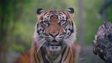 Jacksonville Zoo and Gardens ‘Land of the Tiger’ nominated for Best Zoo Exhibit in the U.S.