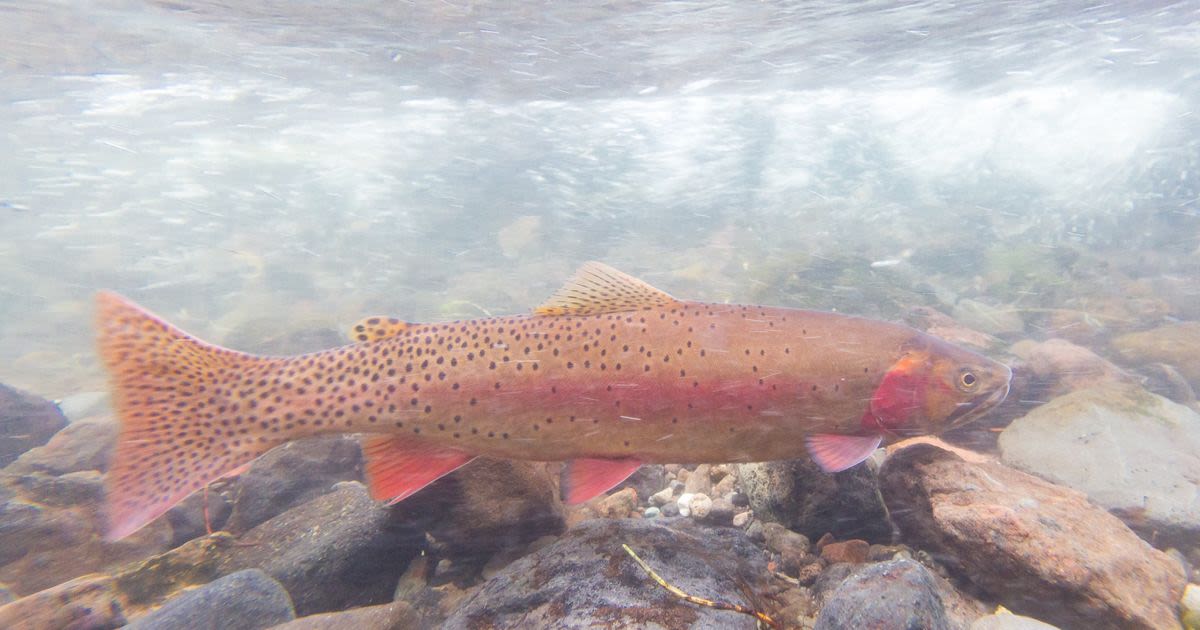 Yellowstone fisheries chief highlights top spots for biggest trout