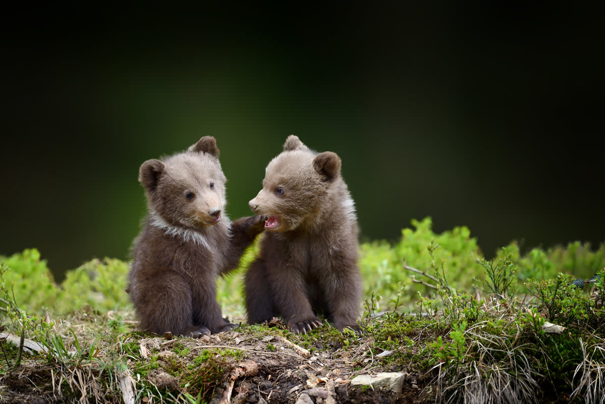 Photographer’s Video of Two Brown Bear Cubs Playing Like Human Kids Is Everything