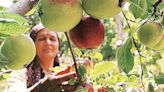 With 5.82 LMT output target in HP, early varieties of apple start arriving in mandis