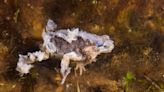 Una aterradora enfermedad fúngica está infectando a las ranas en África