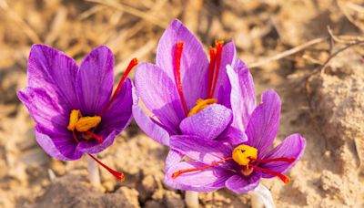 You Should Plant Saffron Crocus Right Now for Fall Color—Here's How