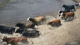 Please don't report animals displaced by Texas floods, TPWD says