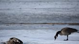 Dead geese on ice of Sheldon Lake in Fort Collins' City Park likely died from avian flu