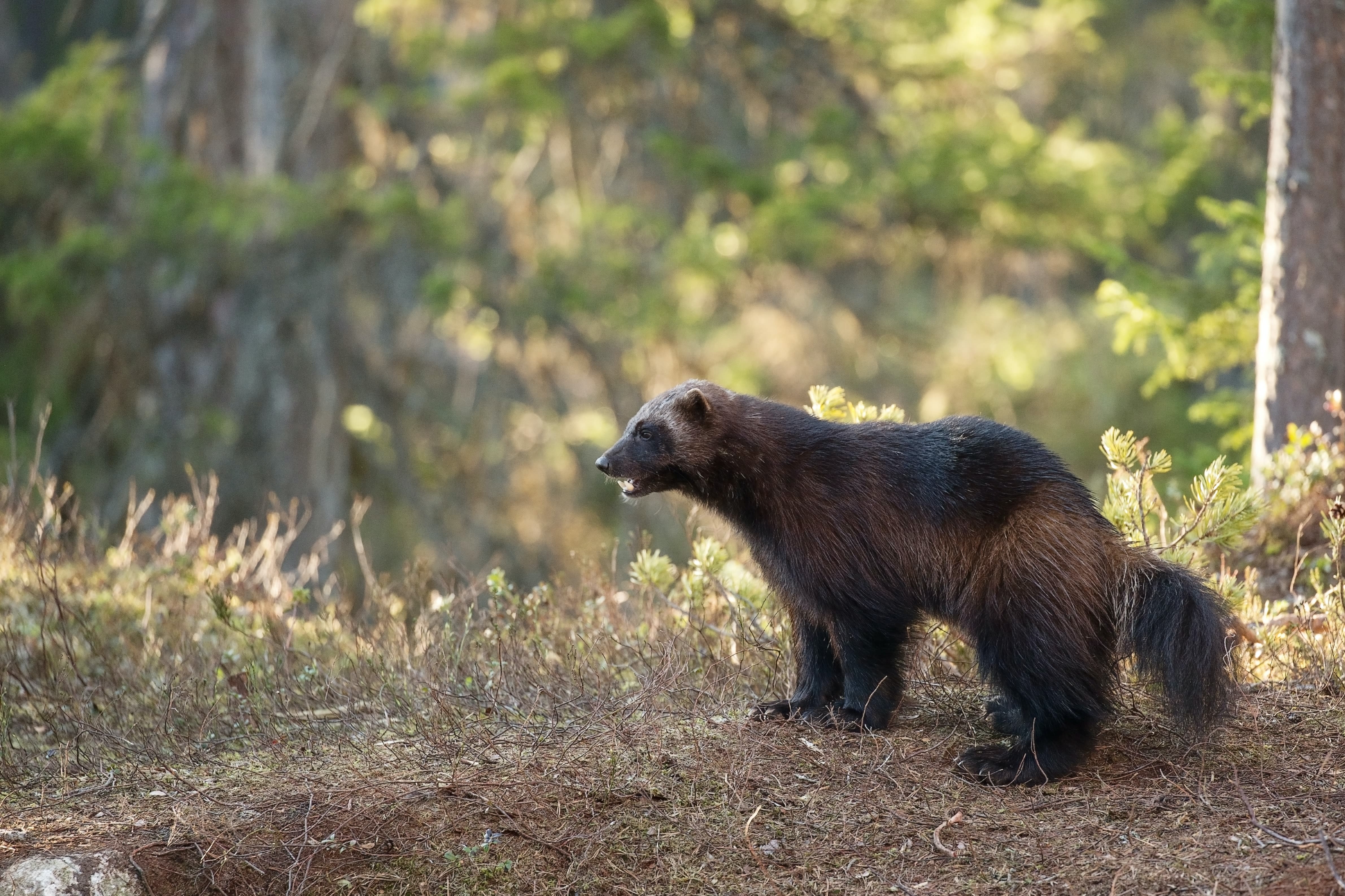 Early glance at renewed effort to reintroduce wolverines to Colorado presented at CPW Commission meeting