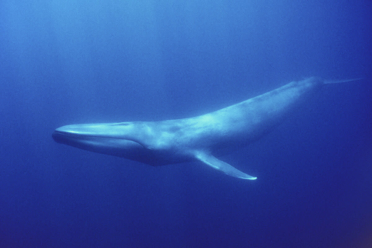 Sound of Whale Song Signals Antarctic Blue Whales May Be Making a Comeback