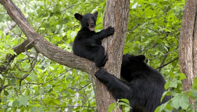 Family of Bear Cubs Spotted Climbing Trees in Advance of NC Flood Is Giving People the Feels