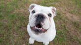 Bulldog's Pure Joy Over Taking a Dip in the Pool Is the Content People Are Here For