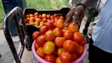 Monsoon effect: Tomato prices soar to ₹90/kg in Delhi-NCR as supplies hit due to rains | Mint