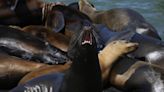 Researchers trying to figure out why almost 290 sea lion pups have washed up dead on Calif. island