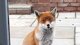 Woman feeds Christmas leftovers to hungry fox who keeps showing up for dinner