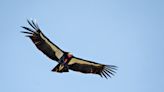 Where can I see a California condor in the wild?