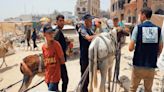 Charity treats 1,000 working donkeys in Gaza in past six months alone